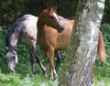 Makhul Apfelschimmel und Pompey Fuchs-2.jpg