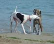 hunde zintl.jpg