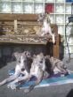 Frida, Annabelle & Remus.jpg
